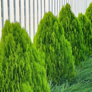 Emerald Green Arborvitae