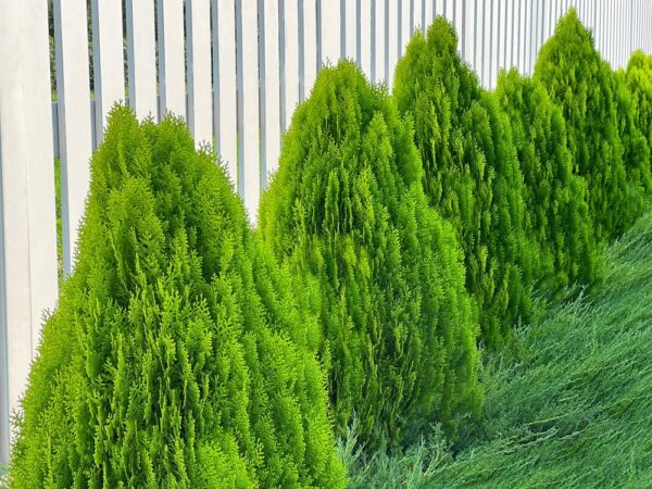 Emerald Green Arborvitae