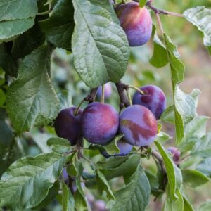 Plum Elephant Heart Dwarf