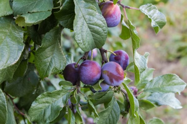 Plum Elephant Heart Dwarf