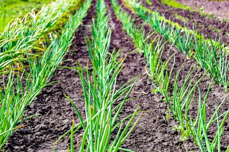 Chives