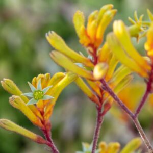 Kangaroo Paw Bush Gems