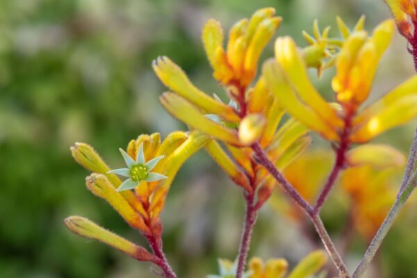 Kangaroo Paw Bush Gems