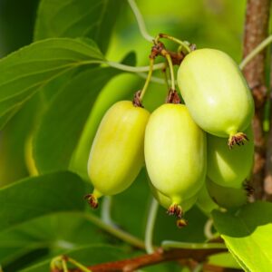 Kiwi Berry
