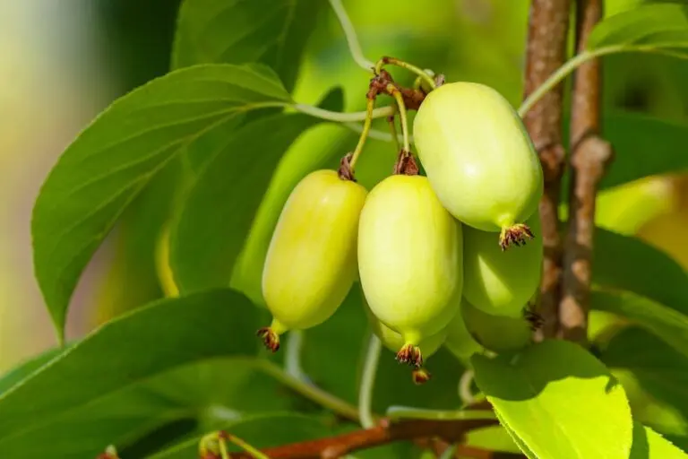 Kiwi Berry