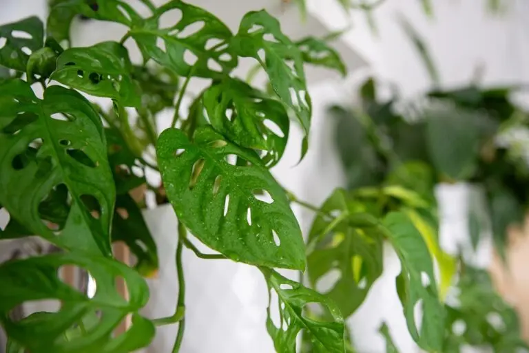 Swiss Cheese Plant