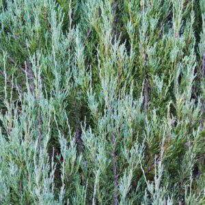 Blue Arrow Juniper