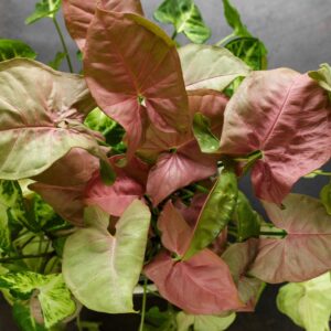 Syngonium Neon Robusta