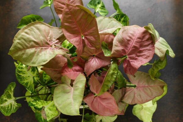 Syngonium Neon Robusta