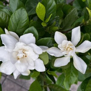 Gardenia Professor Pucci