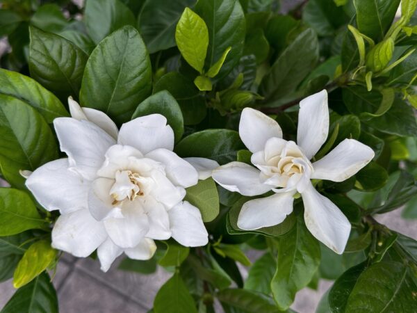 Gardenia Professor Pucci