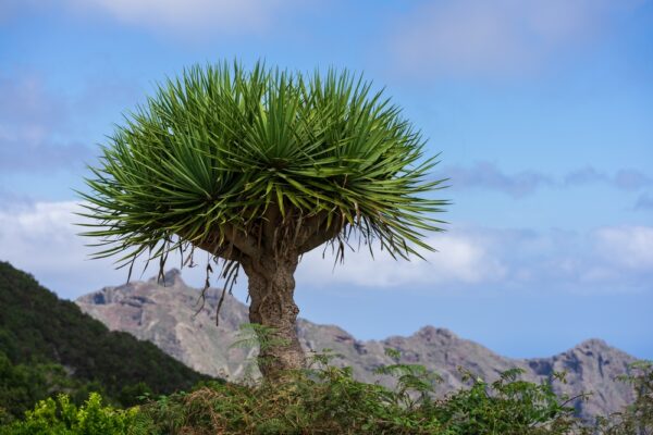 Dragon Tree