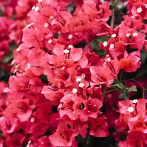 Bougainvillea