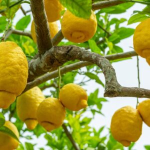 Lemon Lemonade Dwarf