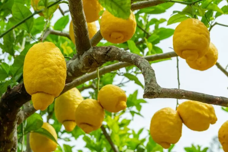 Lemon Lemonade Dwarf