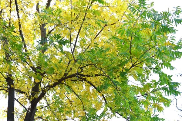 Chinese Pistache - Image 3