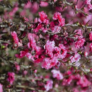 Leptospermum Rudolph