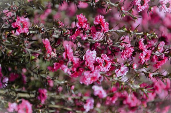 Leptospermum Rudolph