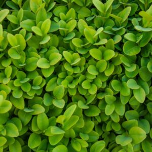 Buxus Dutch Box