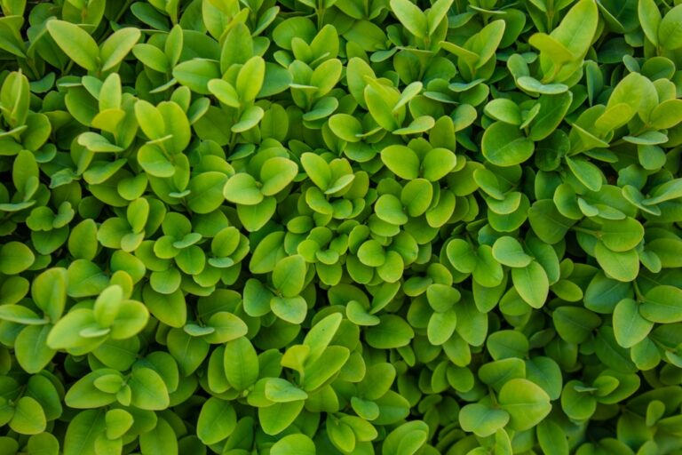 Buxus Dutch Box