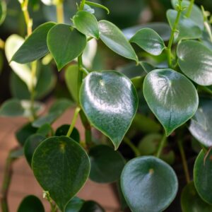 Raindrop Peperomia