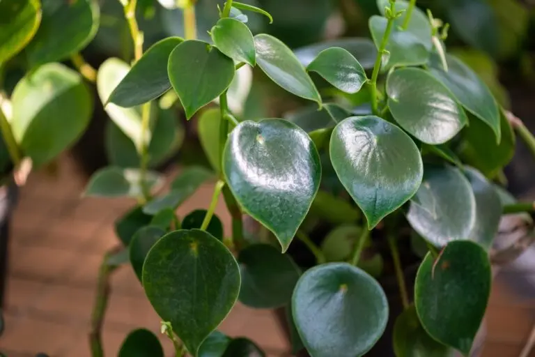 Raindrop Peperomia