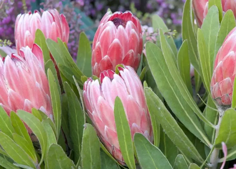 Protea