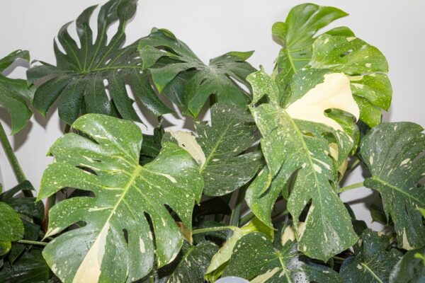 Monstera Thai Constellation - Image 2