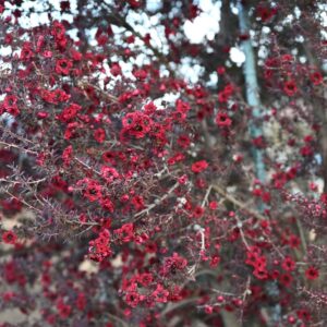 Leptospermum Burgundy