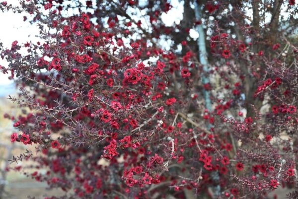 Leptospermum Burgundy