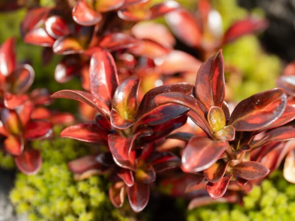 Coprosma Pacific Sunset