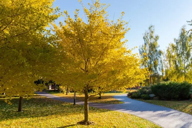 Ginkgo