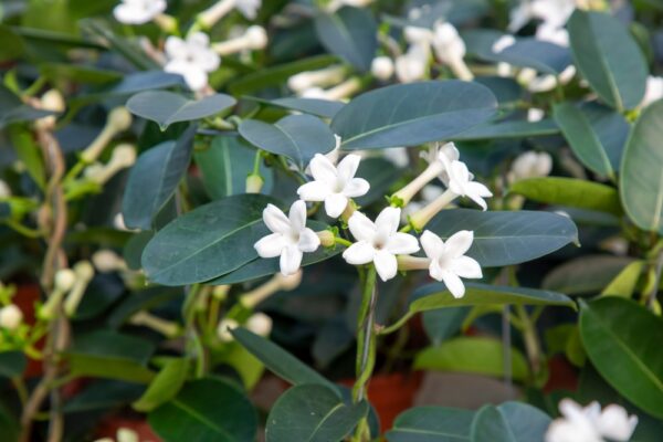Madagascar Jasmine - Image 2