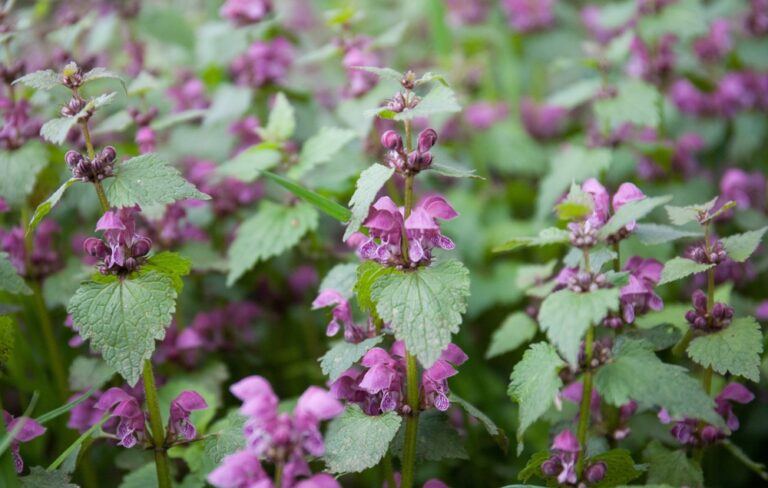 Spotted Dead Nettle