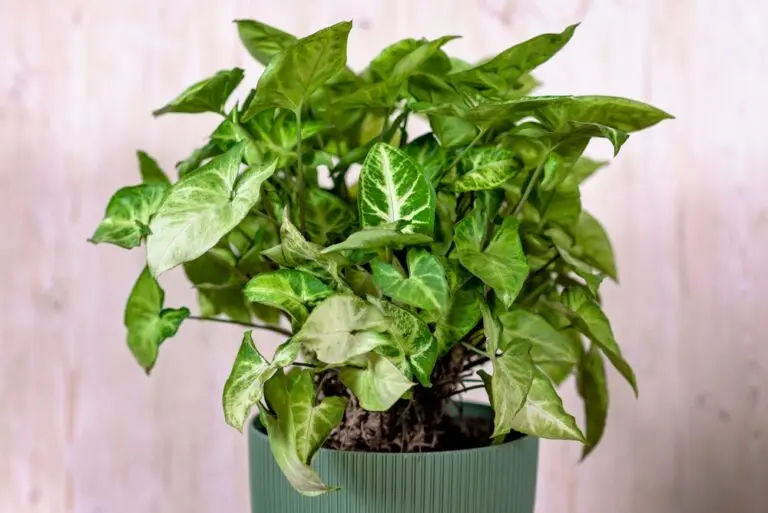Syngonium Pixie