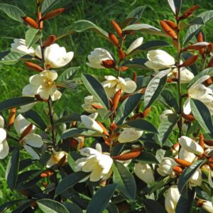 Magnolia Inspiration