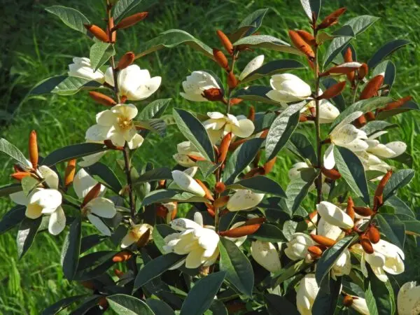 Magnolia Inspiration