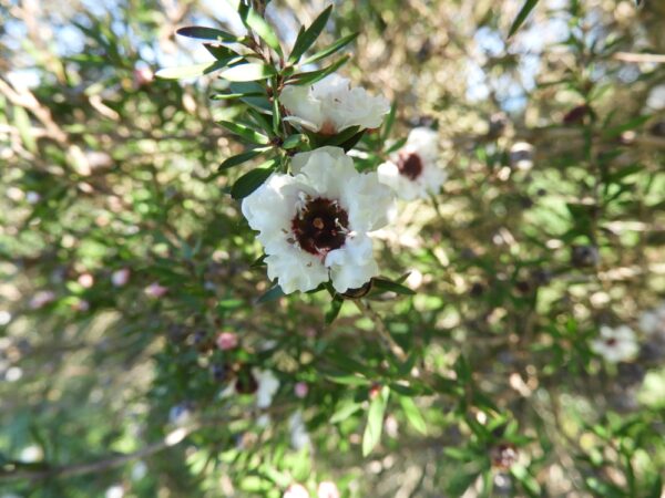 Leptospermum Copper Glow