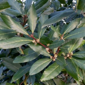 Laurus Flavour Master