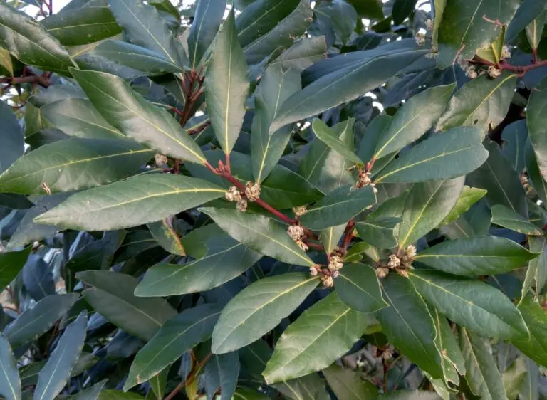 Laurus Flavour Master