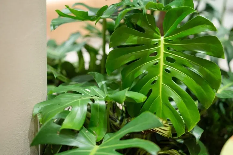 Fruit Salad Plant