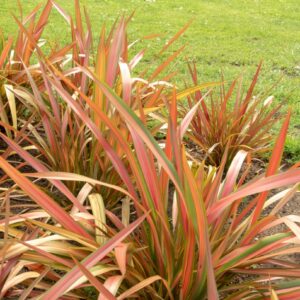 Jester New Zealand Flax