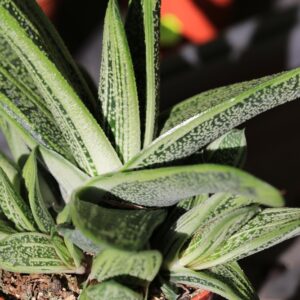Gasteria Brevifolia