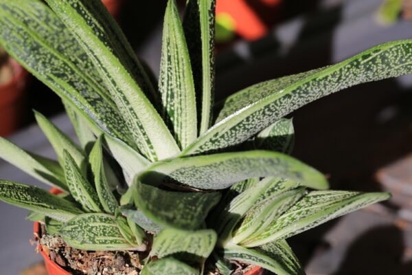 Gasteria Brevifolia