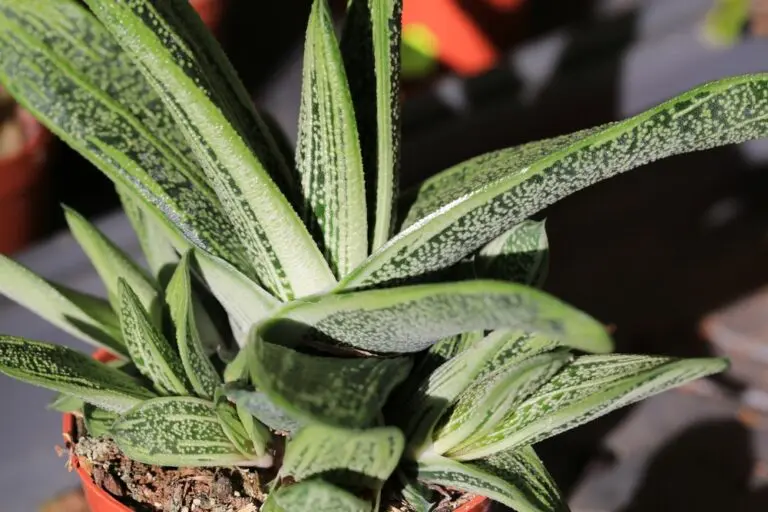 Gasteria Brevifolia