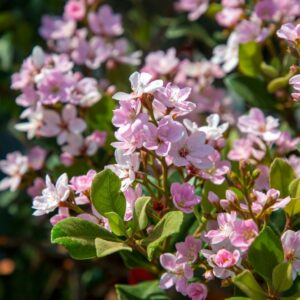 Pink Oriental Pearl Indian Hawthorn