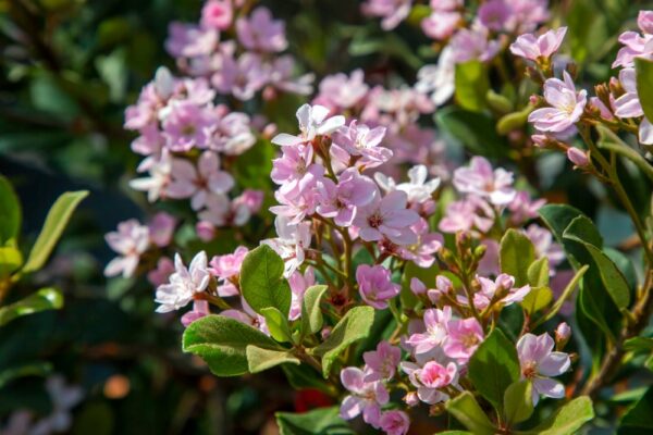 Pink Oriental Pearl Indian Hawthorn