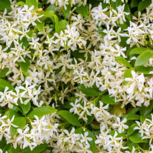Chinese Star Jasmine