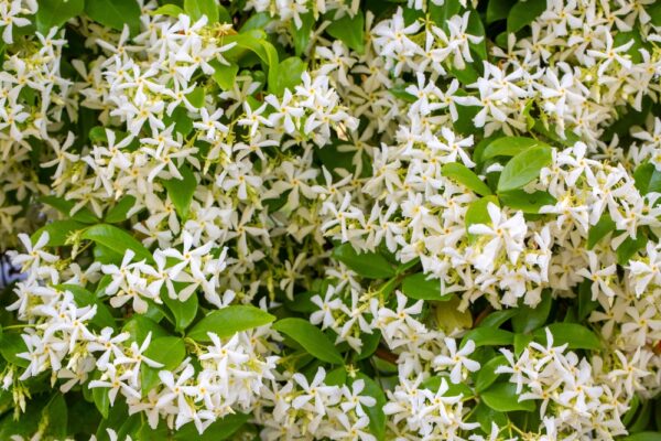 Chinese Star Jasmine