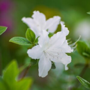 Azalea Alba Magnifica
